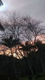 Low angle view of bare trees against sky