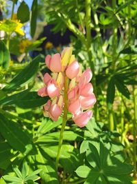 Close-up of pink flowers blooming in park