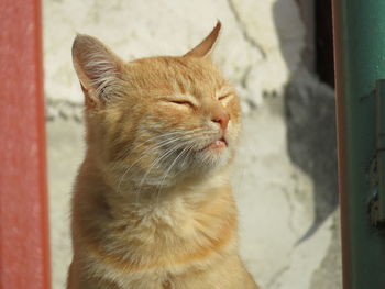 Close-up of a cat looking away