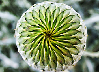 Close-up of plant