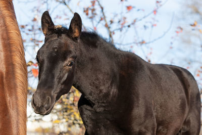 Close-up of horse