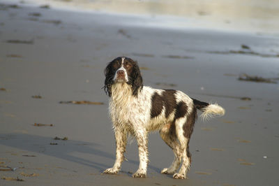 Dog standing on beach