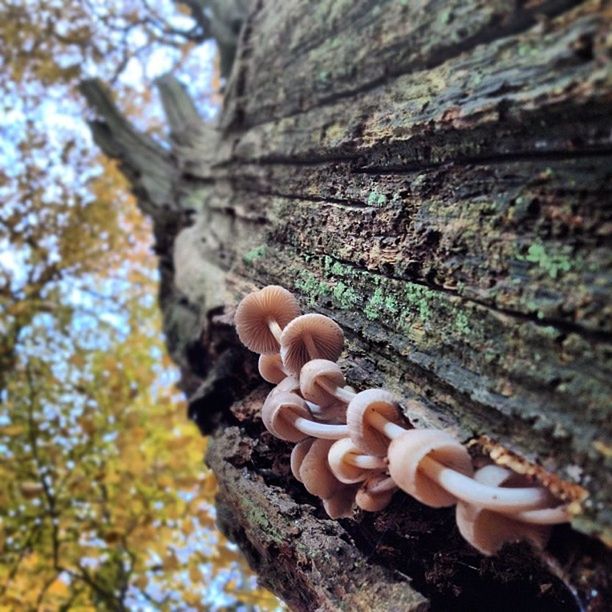 tree, tree trunk, fungus, close-up, mushroom, focus on foreground, nature, growth, textured, forest, bark, wood - material, selective focus, brown, day, beauty in nature, freshness, outdoors, tranquility, rough