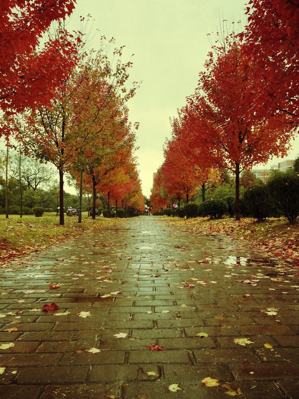 tree, autumn, change, season, the way forward, tranquility, leaf, nature, tranquil scene, fallen, park - man made space, clear sky, footpath, road, diminishing perspective, beauty in nature, street, day, scenics, transportation