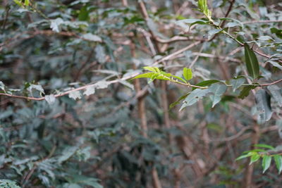 Close-up of a plant