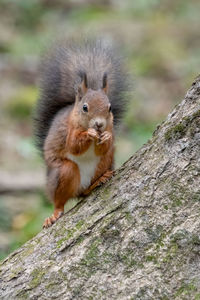 Close-up of squirrel