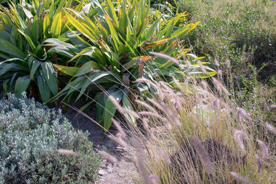 Plants growing on field