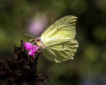 Close-up of butterfly on purple flower