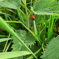 High angle view of ladybug on leaf