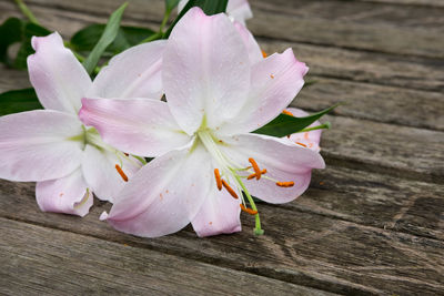 Close-up of pink flowers