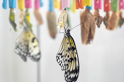 Close-up of butterfly on flower