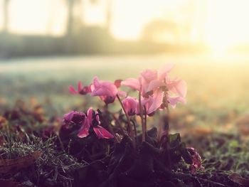 Close-up of flowers growing in field