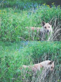 Dog standing on grassy field