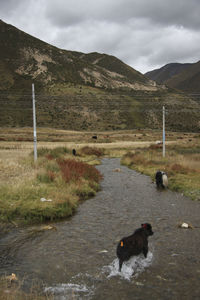 Dog on a land