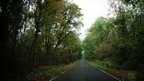 Road amidst trees in forest