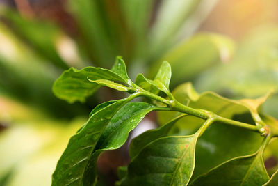 Close-up of fresh green plant