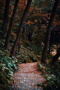 Trees in forest during autumn