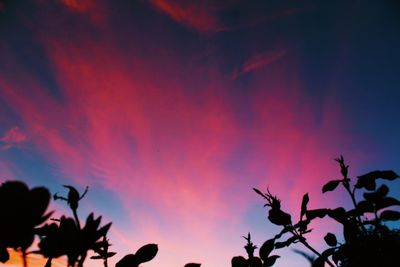 Low angle view of silhouette trees against sky at sunset