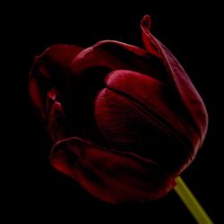 Close-up of red flower over black background