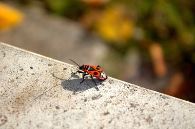 Close-up of ladybug on leaf