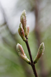 Close-up of flower buds