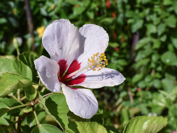 Close-up of white hibiscus blooming outdoors