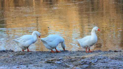 White birds on lakeshore