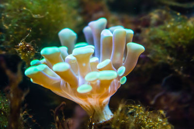 Close-up of coral in aquarium