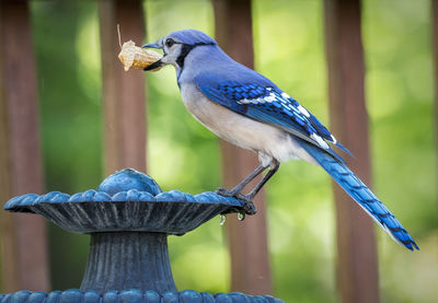 Side view of bird with peanut on fountain