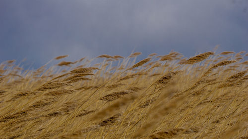 Close-up of wheat field against sky