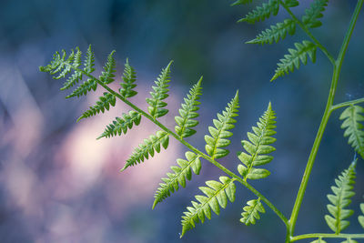 Beautiful ferns growing in the late spring woodlands.