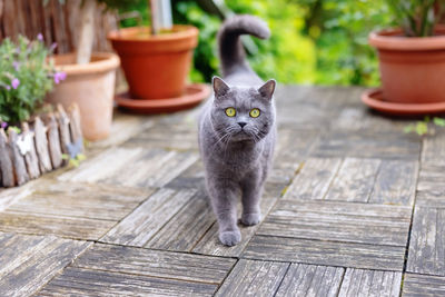 Portrait of cat on wooden table