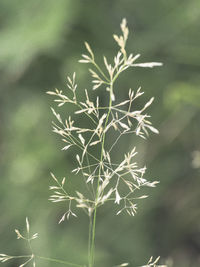 Close-up of plant