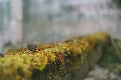 Close-up of plant growing on field