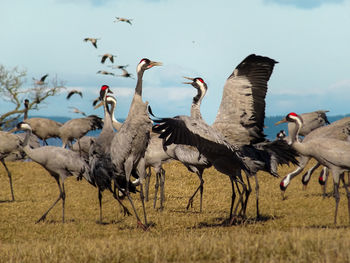 Flock of birds on field