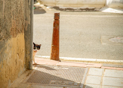 High angle view of cat on footpath