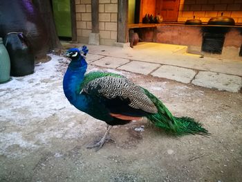 Close-up of peacock