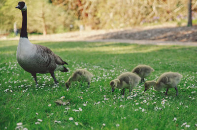 Close-up of canada goose with goslings on field