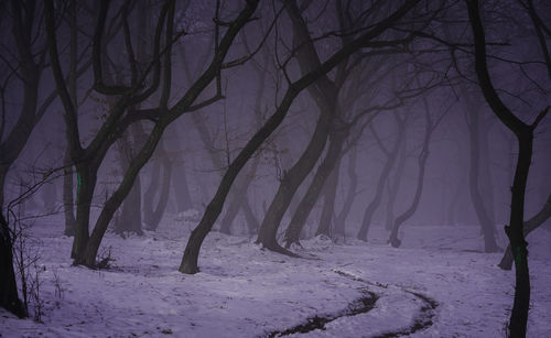 Bare trees on snow covered land during winter