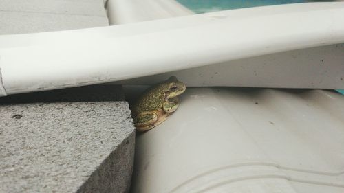 Close-up of lizard