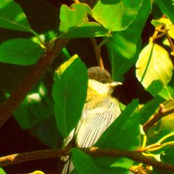 Close-up of lizard on plant