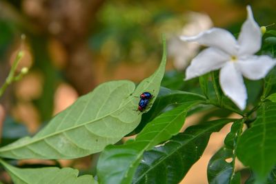 Close-up of insect on plant