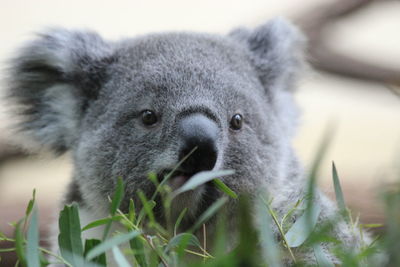 Young koala eating eukalyptus