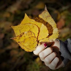 Close-up of hand holding maple leaf