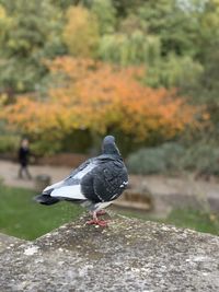 Side view of pigeon perching on plant