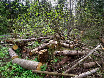 Trees growing on field in forest