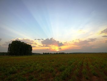 Scenic view of field against sky during sunset