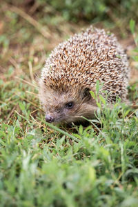 Close-up of an animal on grass