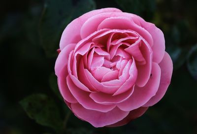 Close-up of pink rose