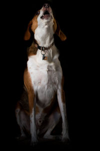 Dog looking away while sitting against black background